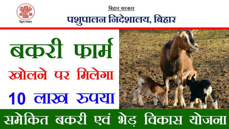 goat-farming-scheme-get-upto-10-lakh