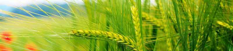 dbt-agriculture-bihar-gov-in-registration - कृषि इनपुट अनुदान